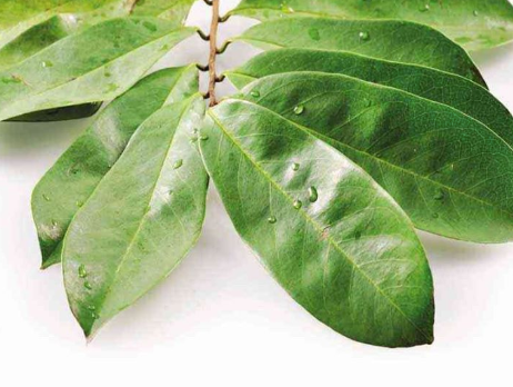 Soursop Loose Leaves
